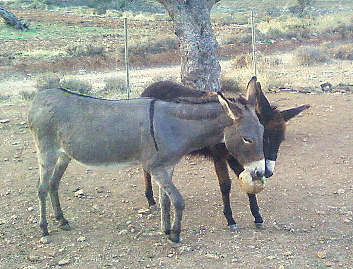Kikas and Castoris Kikas and Castoris