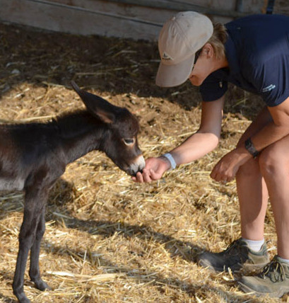 Reaching more donkeys in Cyprus Reaching more donkeys in Cyprus