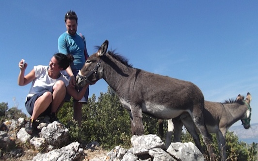 Helping Donkeys in Europe Helping Donkeys in Europe