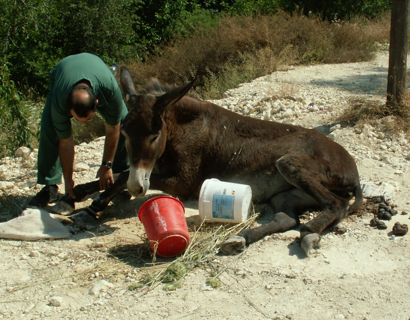 Help us make donkey lives better Help us make donkey lives better