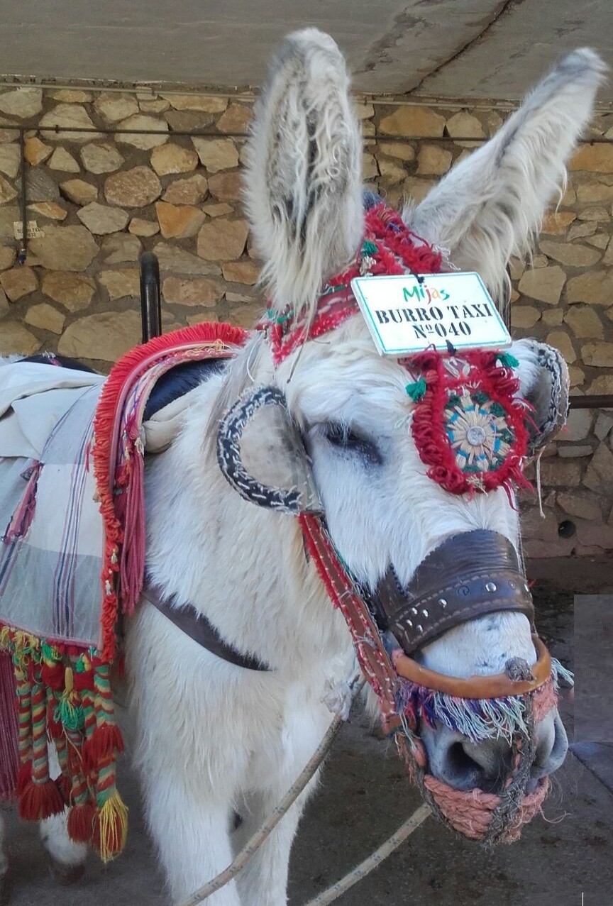 Mijas donkey Mijas donkey