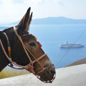 Santorini donkeys Santorini donkeys