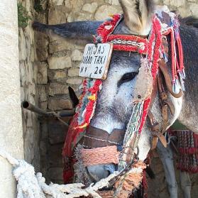 Mijas taxi donkey Mijas taxi donkey