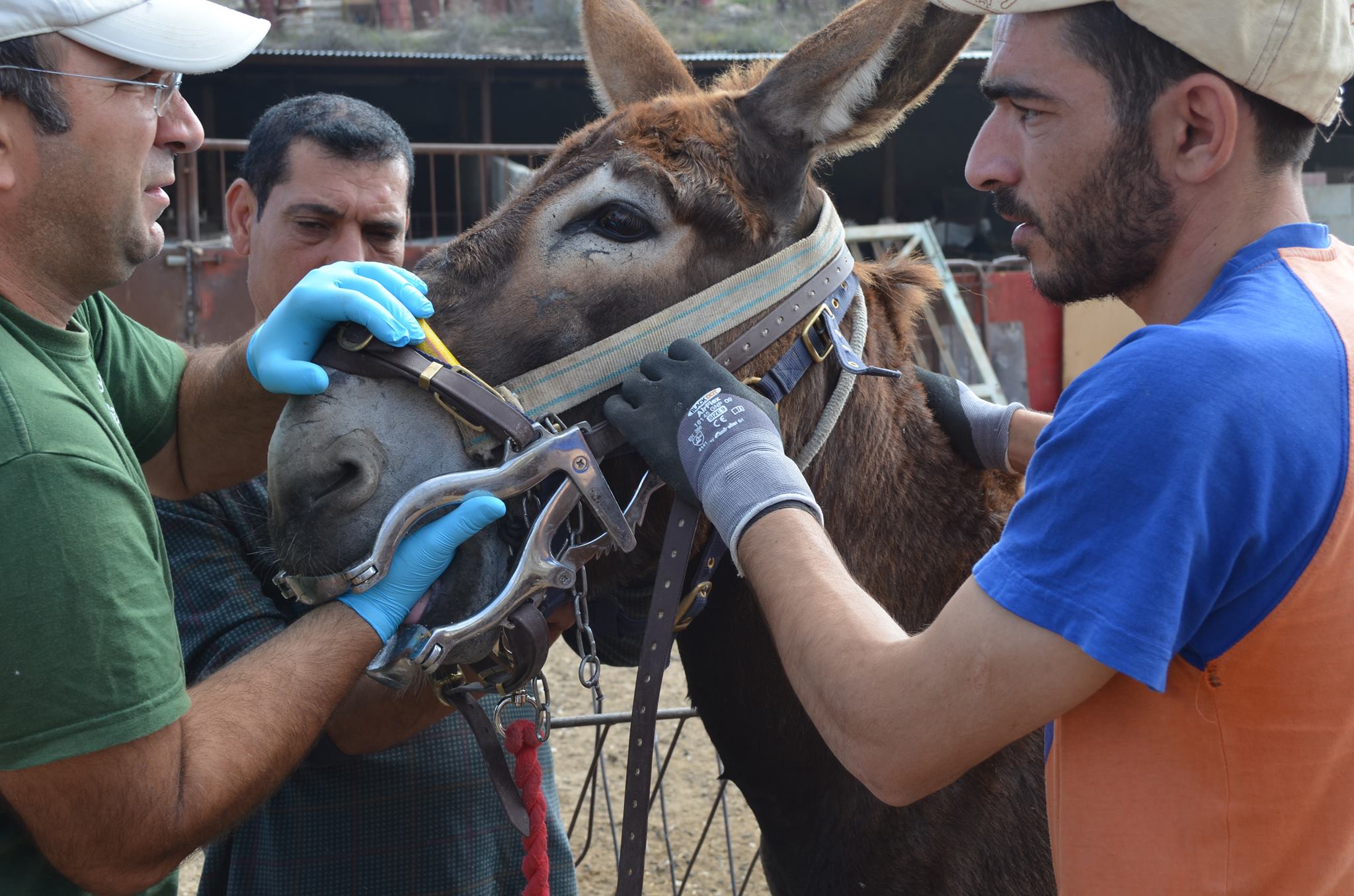 Donkey having a dental check Donkey having a dental check