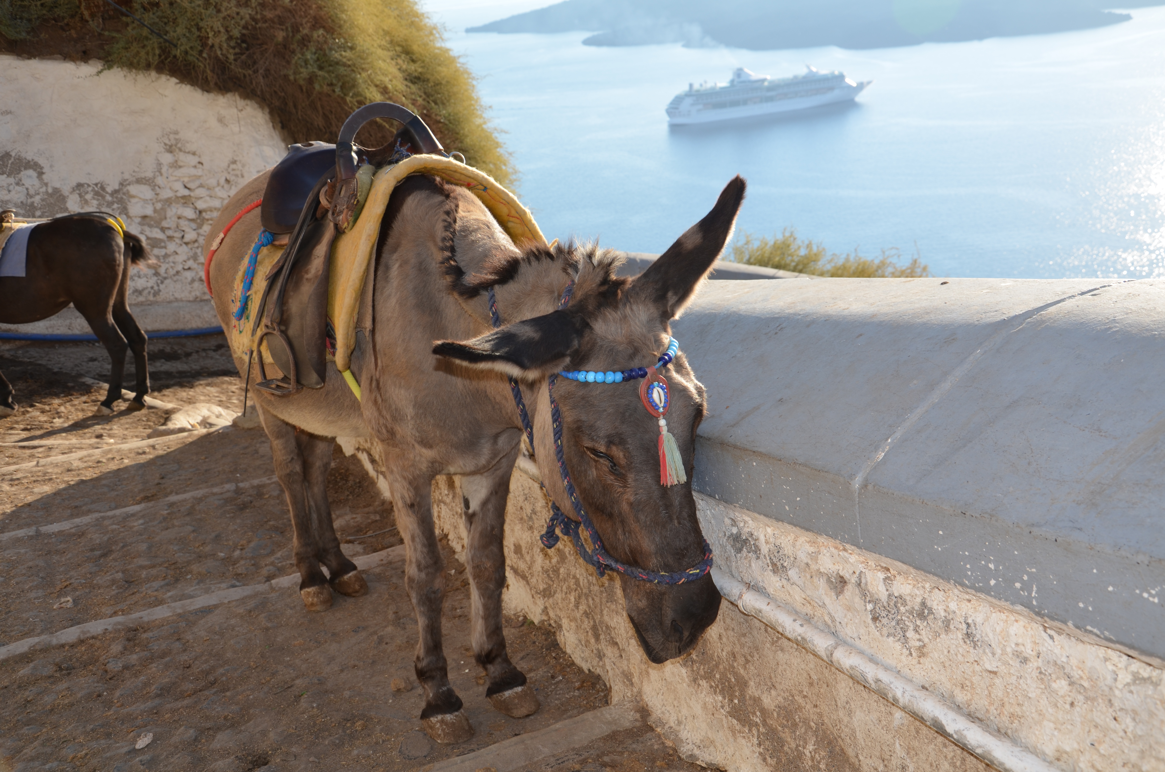 Santorini donkey Santorini donkey